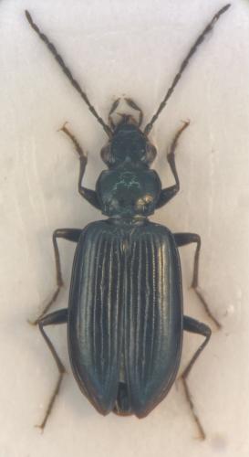 Réf. 328 146 : Bembidion sp.